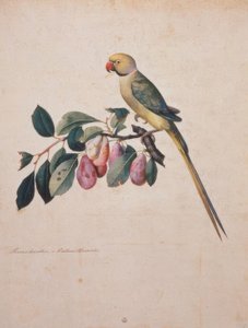 Prunus domestica, de Alexander o papagaio fora do de Jacopo Ligozzi