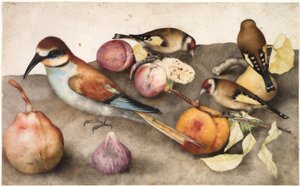 Natureza morta com pássaros e frutas, c. 1650 (aquarela com grafite, realçada com branco de chumbo) de Jacopo Ligozzi
