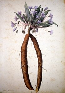 Imagem desconhecida de Jacopo Ligozzi