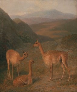 Vicunas de Jacques-Laurent Agasse
