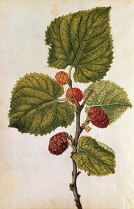 Amora: Morus Nigra, c.1568 (litografia a cores) de Jacques (1533-88) Le Moyne