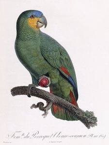 Fêmea do papagaio Douro-Couraou