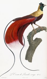 Pássaro do paraíso vermelho