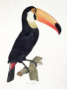 Tucano No.2, de "História das Aves do Paraíso" por François Levaillant, gravado por Jacques Louis Peree (n.1769) publicado 1806 (gravura a cor)