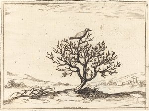 Rouxinol em um arbusto, 1628. de Jacques Callot