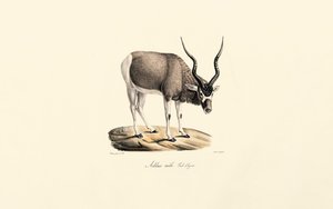 Addax Antelope (Casaco de inverno) de Jacques Christophe Werner