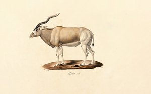 Antílope Addax de Jacques Christophe Werner