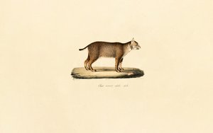 Bobcat adulto de Jacques Christophe Werner