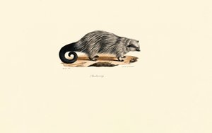 Porco-espinho de cauda escovada africano de Jacques Christophe Werner