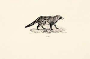 Civeta africana (Civettictis civetta) de Jacques Christophe Werner