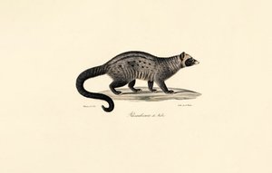 Civeta africana de Jacques Christophe Werner