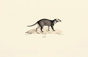 Civeta africana de Jacques Christophe Werner