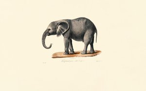 Elefante Africano (Juvenil) de Jacques Christophe Werner