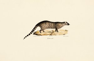 Genética Africana de Jacques Christophe Werner