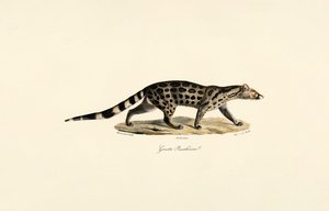 Civeta de palma africana de Jacques Christophe Werner