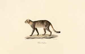 Gato selvagem africano de Jacques Christophe Werner