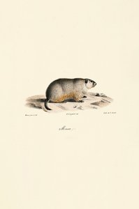 Alpine Marmot (Variante Monax) de Jacques Christophe Werner