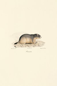 Marmota Alpina de Jacques Christophe Werner