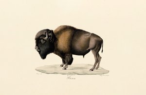 Bisonte americano de Jacques Christophe Werner
