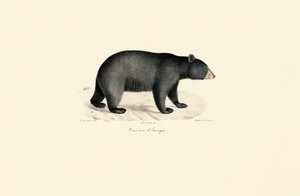 Urso preto americano de Jacques Christophe Werner