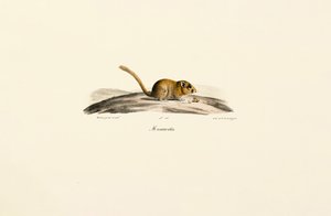 Rato veado americano de Jacques Christophe Werner