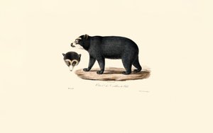 Urso de óculos andino (urso andino chileno) de Jacques Christophe Werner
