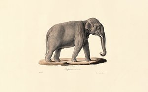 Elefante asiático de Jacques Christophe Werner