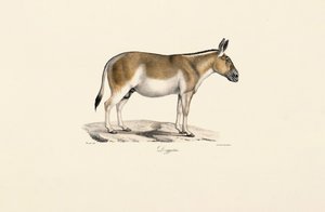 Rabo selvagem asiático de Jacques Christophe Werner