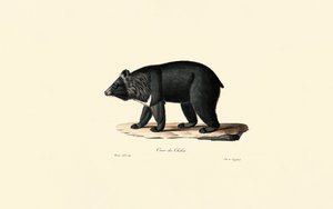 Urso negro asiático (urso tibetano) de Jacques Christophe Werner