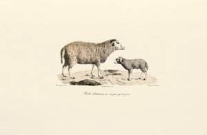 Ovelha aurucana com borrego de Jacques Christophe Werner