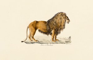 Perfil do Leão Barbary de Jacques Christophe Werner