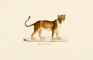 Perfil da Leoa da Barbária de Jacques Christophe Werner