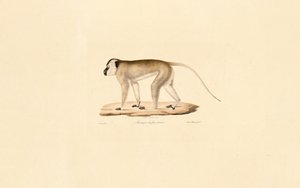 Macaque de cara preta de Jacques Christophe Werner