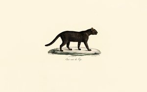 Gato de patas pretas de Jacques Christophe Werner