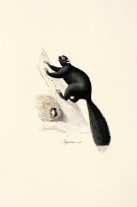 Macaco-prego (macho) de Jacques Christophe Werner