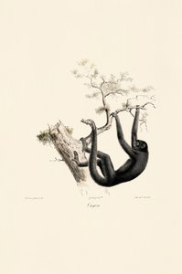 Macaco uivador preto de Jacques Christophe Werner