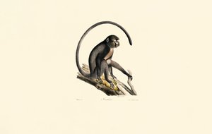 Macaco aranha preto (Ateles) de Jacques Christophe Werner