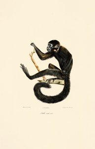 Macaco aranha preto (macho) de Jacques Christophe Werner