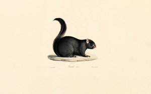 Esquilo preto de Jacques Christophe Werner