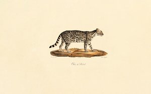 Gato tigre brasileiro de Jacques Christophe Werner