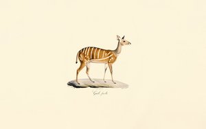 Bushbuck (Antílope Guib, Fêmea) de Jacques Christophe Werner