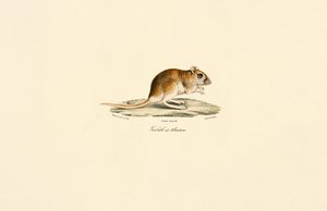 Pássaro de cauda espessa de Jacques Christophe Werner