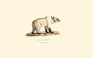 Urso pardo da Cantábria (Ursus arctos pyrenaicus) de Jacques Christophe Werner