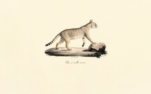 Caracal de Jacques Christophe Werner