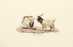 Cabra de caxemira de Jacques Christophe Werner
