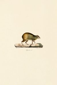 Agouti da América Central (Macho) de Jacques Christophe Werner