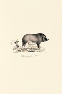 Porco doméstico chinês de Jacques Christophe Werner