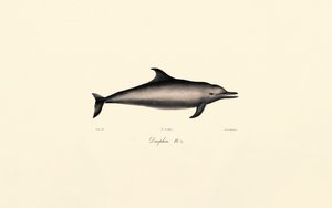 Golfinho-comum (Delphinus delphis) de Jacques Christophe Werner