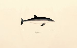 Golfinho comum de Jacques Christophe Werner
