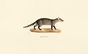 Genética comum de Jacques Christophe Werner